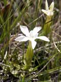 Gentiana verna