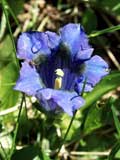 Gentiana clusii