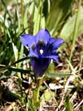 Gentiana clusii