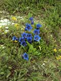 Gentiana clusii