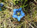 Gentiana kochiana