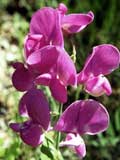 Vicia sativa