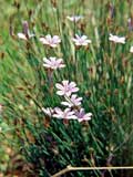 Aphyllantes monspeliensis