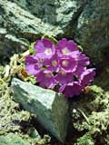 Primula hirsuta