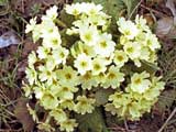 Primula vulgaris