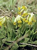 Primula vernis