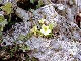 Primula vulgaris