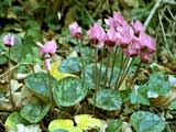  Cyclamen purpurascens