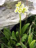 Primula elatior