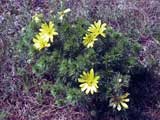 Adonis vernalis