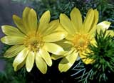 Adonis vernalis