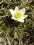 Pulsatilla alpina