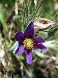  Pulsatilla montana