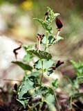 Aristolochia pallida