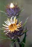 Golddistel