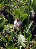  Arctostaphylos uva ursi