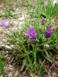 Campanula