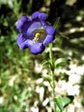 Allionis Glockenblume