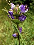 Campanula glomerta