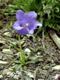 Campanula alpina