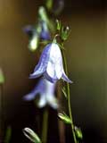 Campanula rotundifolia