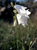 Campanula rotundifolia