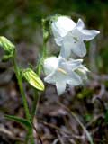 Campanula weiss