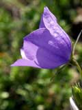 Campanula alpestris