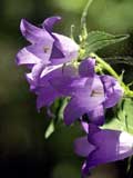 Campanula trachelium