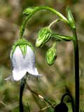 Campanula weiss