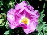 Cistus