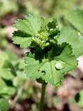 Alchemilla vulgaris 