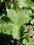 Alchemilla vulgaris