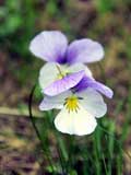 Viola tricolor