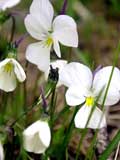 Viola tricolor