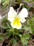 Viola tricolor