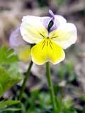 Viola tricolor