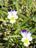 Viola tricolor