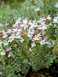 Thymus vulgaris