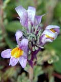 Linaria alpina