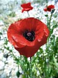 Mohn Apt