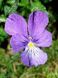 Viola tricolor