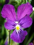 Viola tricolor