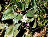 Viola alba