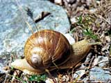 Weinbergschnecke