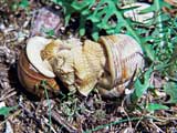 Weinbergschnecke