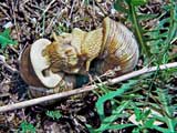 Weinbergschnecke