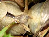 Weinbergschnecke