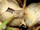 Weinbergschnecke