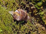 Weinbergschnecke